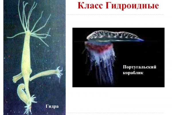 Кракен магазин kraken clear com