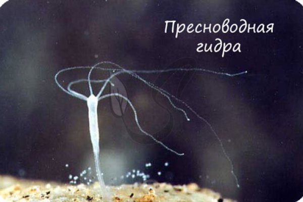 Кракен сайт at