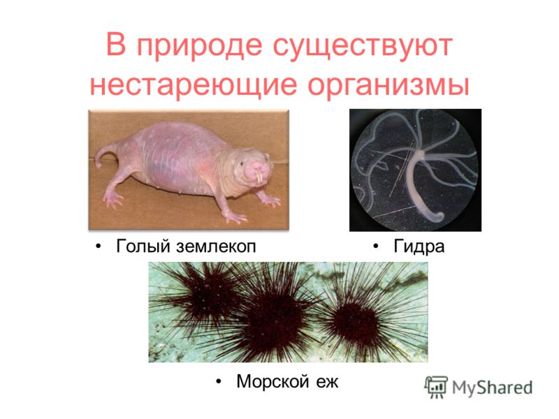 Ссылки на сайты даркнета